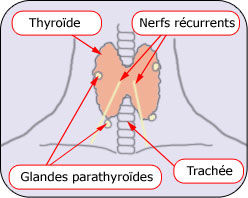 Thyroïde, nerfs récurrents, glandes parathyroïdes et trachée